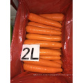 New Crop Class 1 China Shandong Xiamen Fresh Carrot